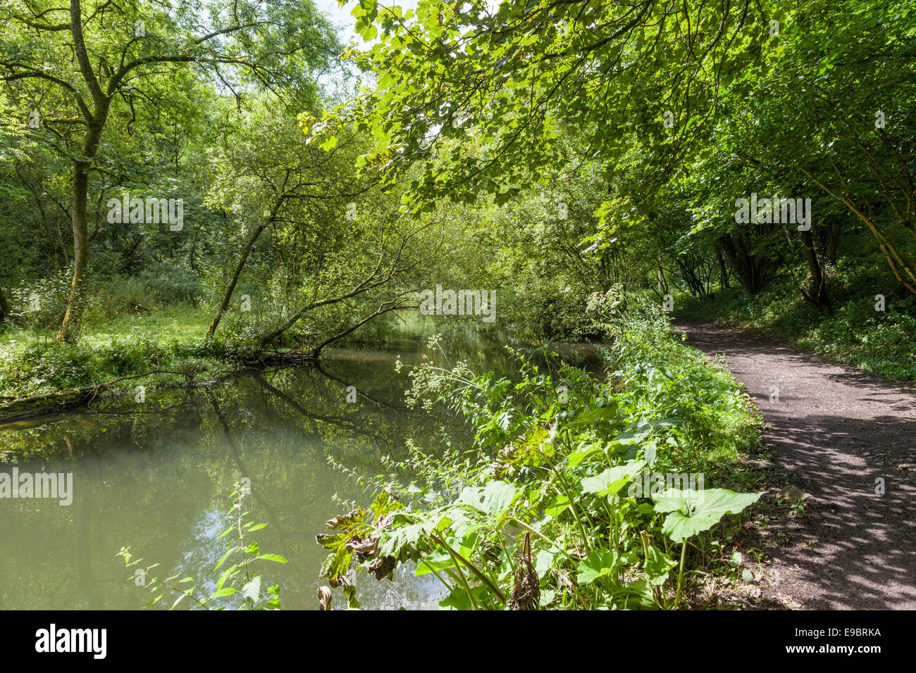 Fußweg durch den Wald an den Ufern des Flusses Wye in Miller's Dale in der Derbyshire Dales, Peak District National Park, England, Großbritannien Stockfoto