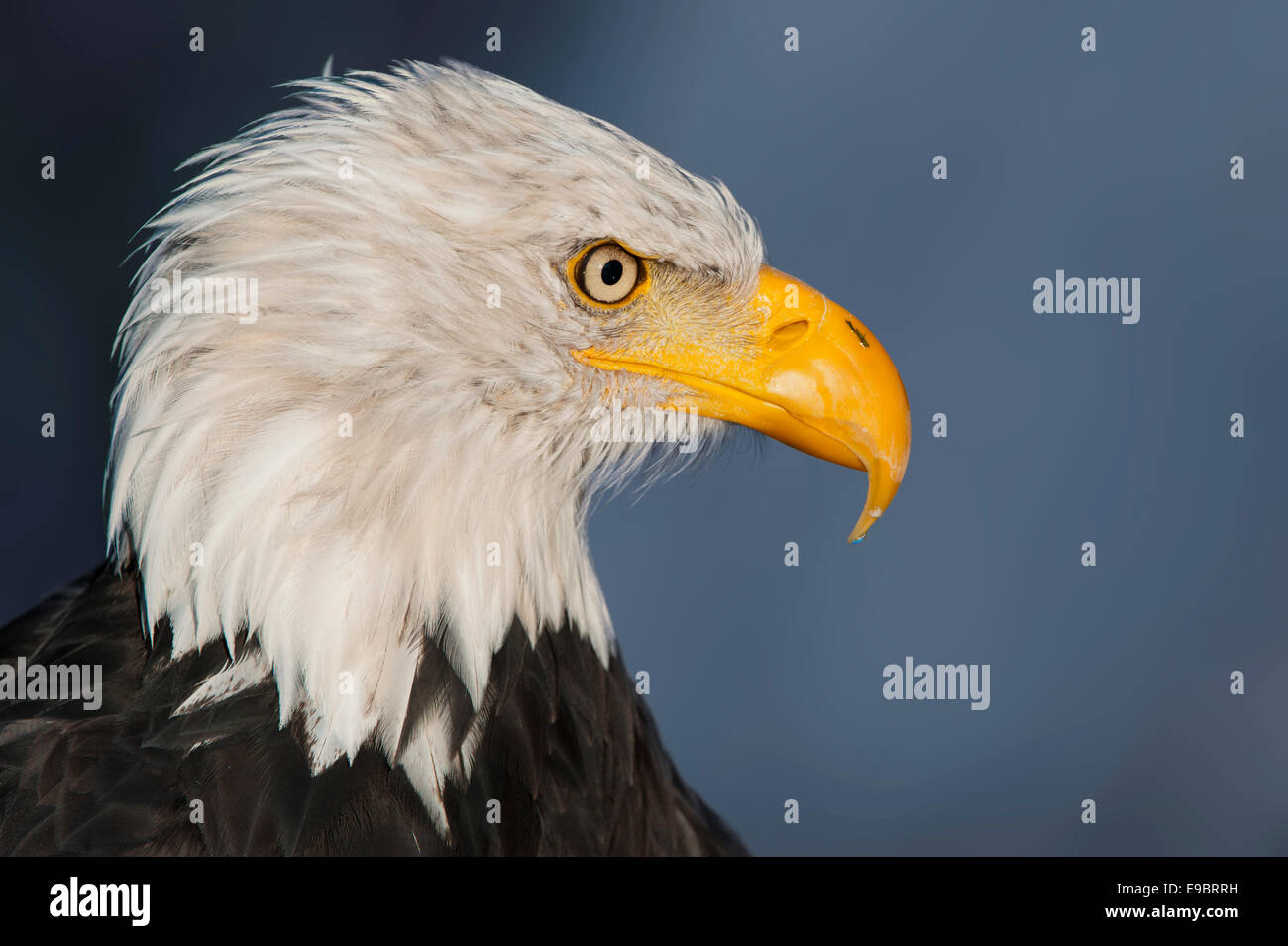 Porträt von einem Weißkopfseeadler hautnah Stockfoto