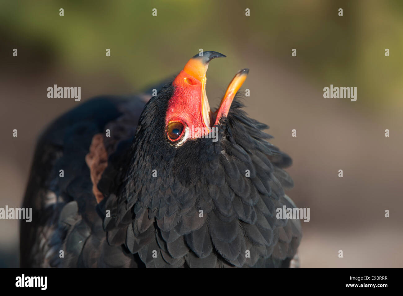 Porträt einer Bateleur hautnah Stockfoto