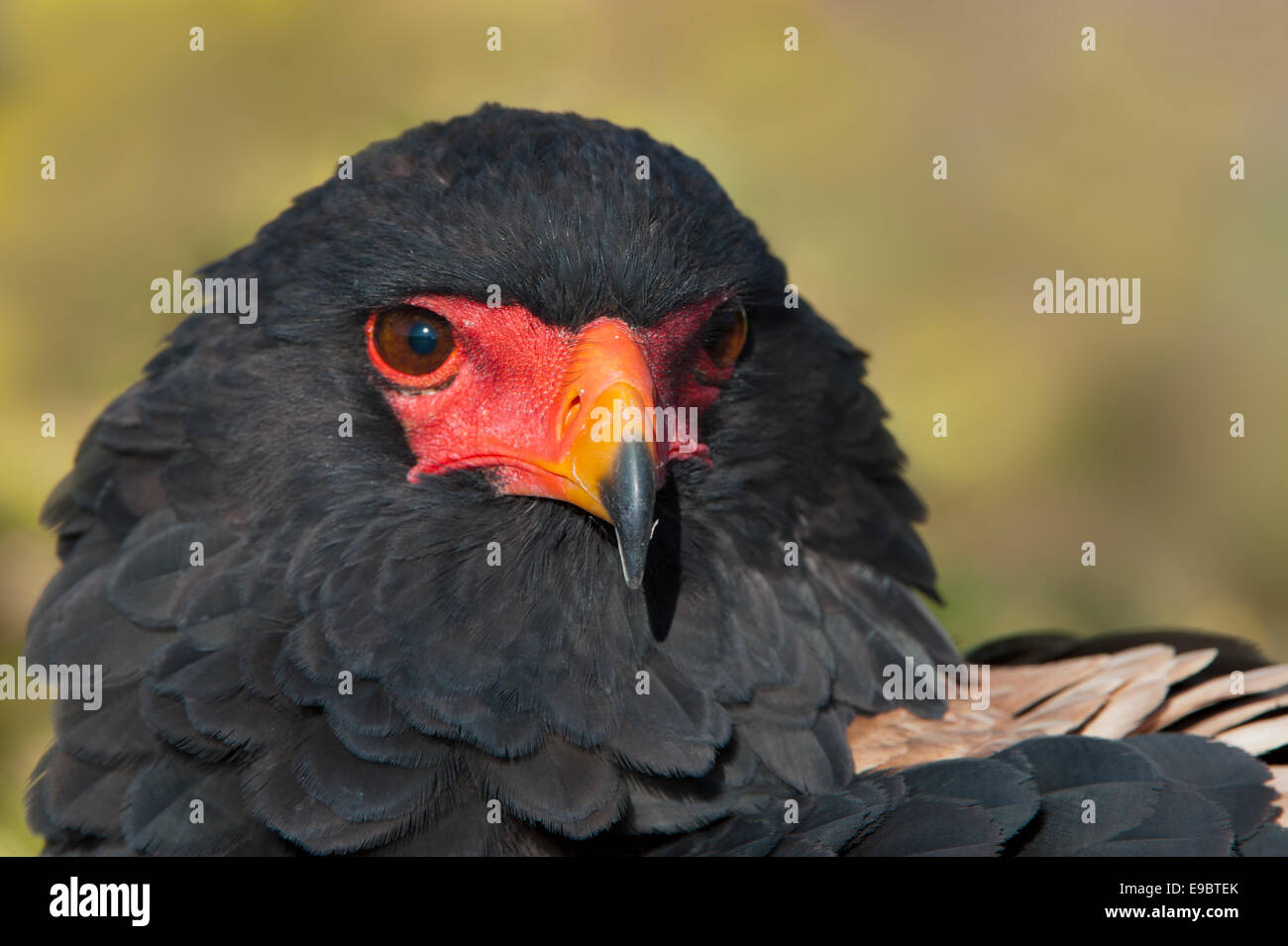 Porträt einer Bateleur hautnah Stockfoto