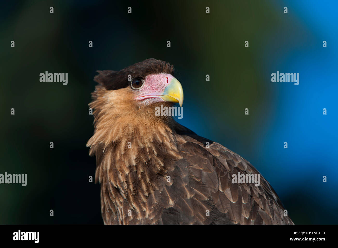 Porträt von einem südlichen crested Karakara hautnah Stockfoto