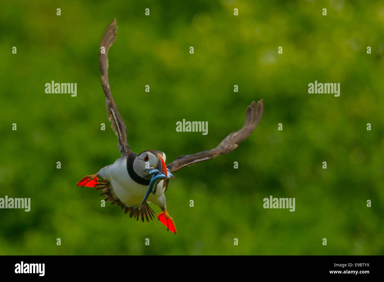 Eine wilde Papageitaucher (Fratercula Arctica) fliegen über grasbewachsenen Klippen mit einer Fangmenge von Sandaalen im bunten Schnabel. Stockfoto