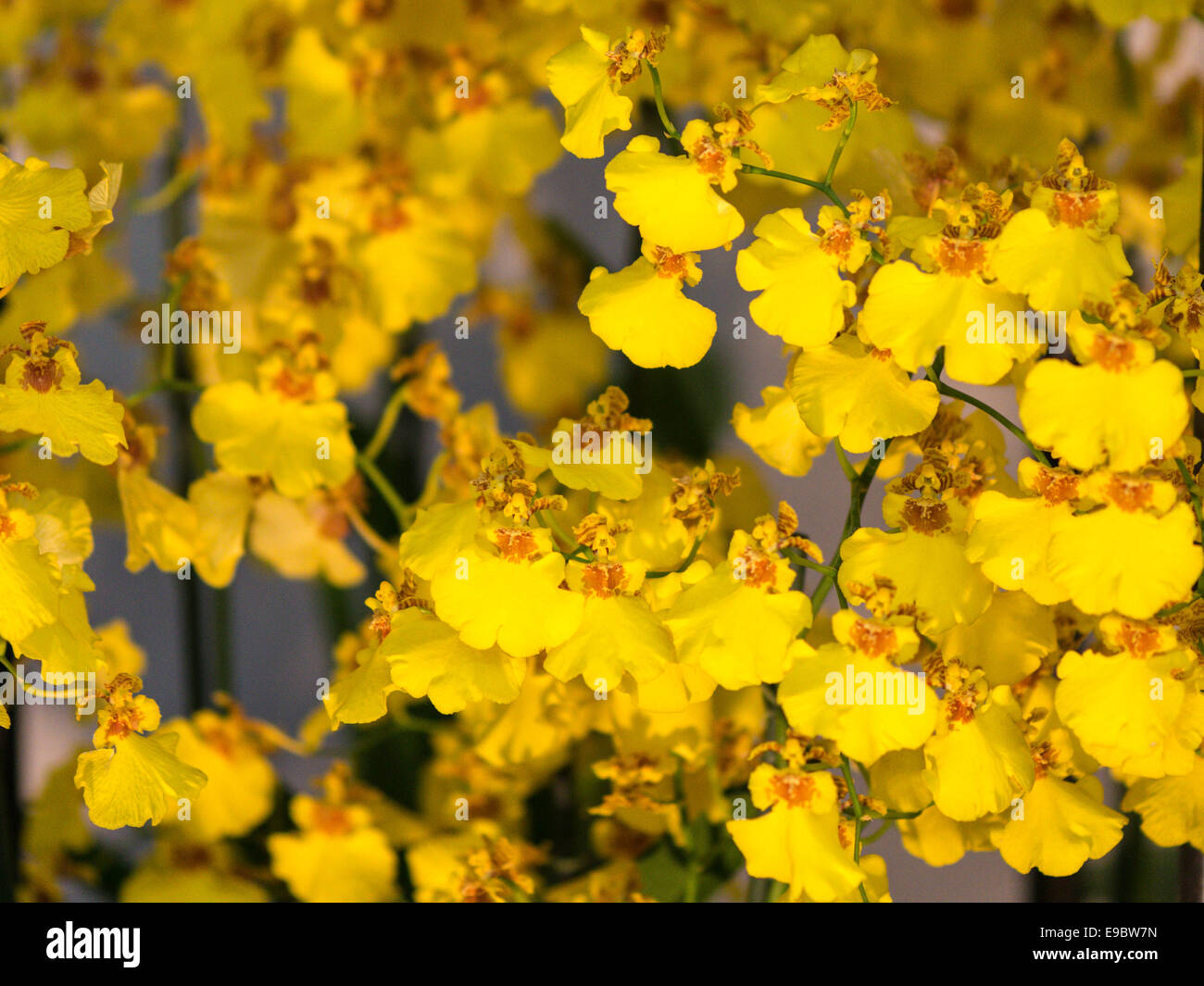 Orchidee leuchtend gelbe Blume Display mit dunklen gelben Spalte, Hals und Lippen. Stockfoto