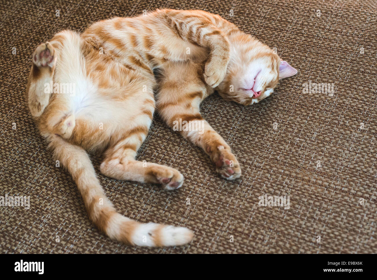 Glücklich schlafende Katze. Orange Katze auf einem Bett Stockfoto