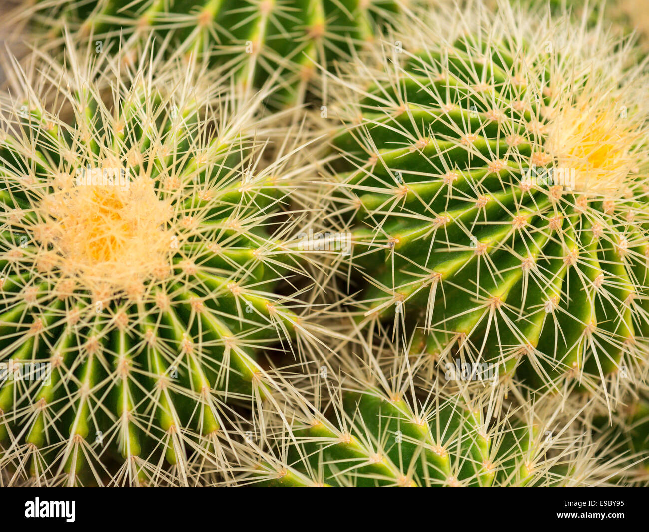 Kaktus Pectinifera Flavispina ist weithin bekannte Arten von Kakteen heimisch in Zentral-Mexiko Stockfoto