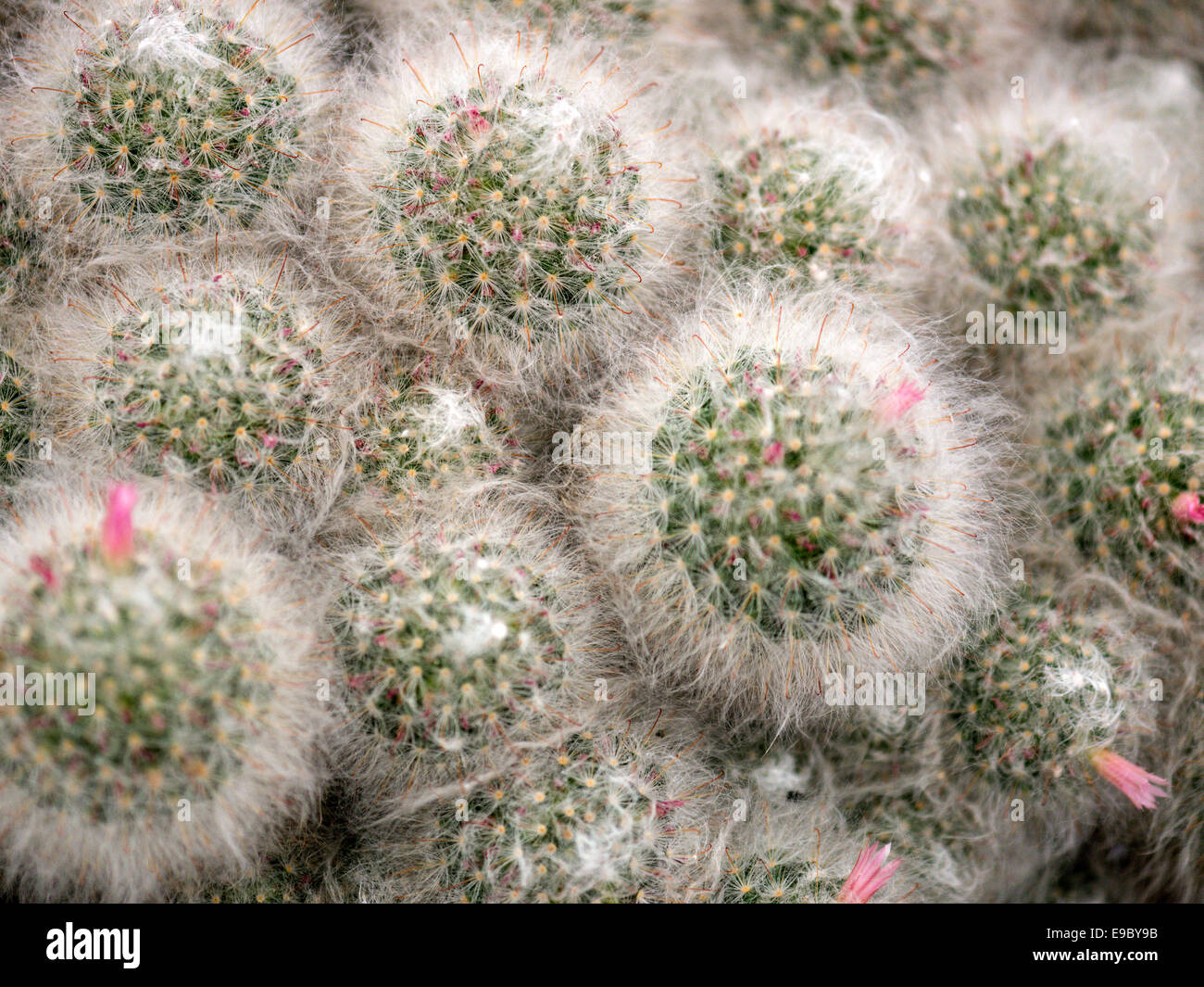 Cactus Mammillaria Bombycina Stockfoto