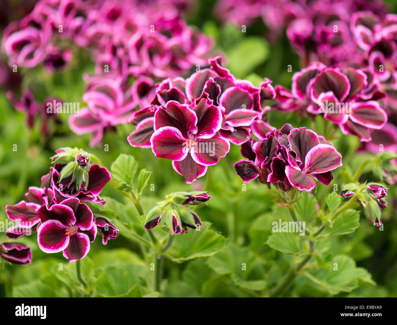 Pelargonien-Anzeige, karminrote Blüten mit weißes Blütenblatt Fringe und leichten grünen Laub. Stockfoto