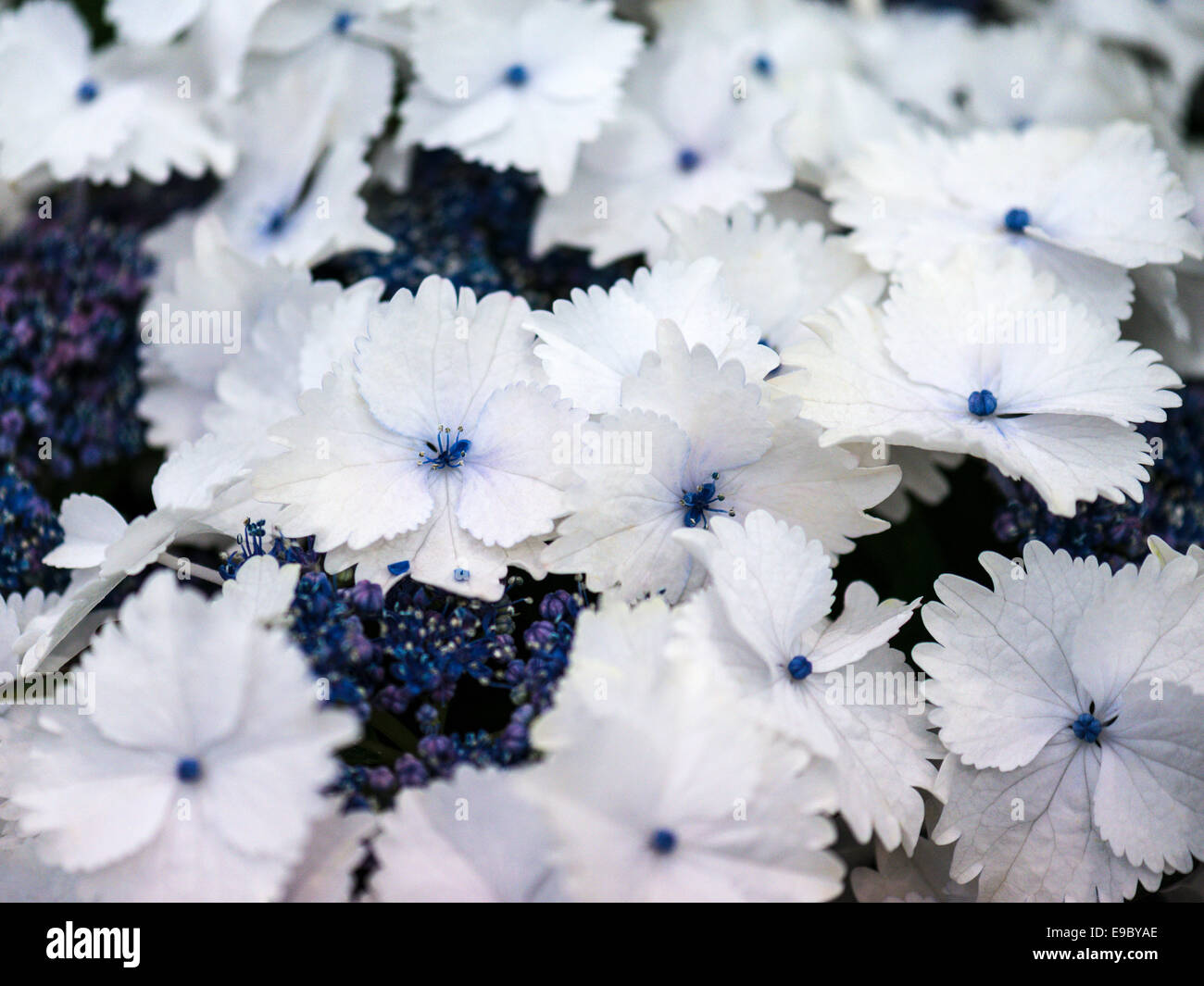 Atemberaubende gemischte Darstellung, weiße Streptocarpus mit blauen Fruchtblatt und gemischten blau Rebsorte. Stockfoto