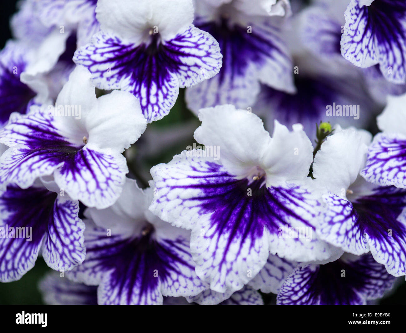 Streptocarpus lila und weißen Blüten. Stockfoto