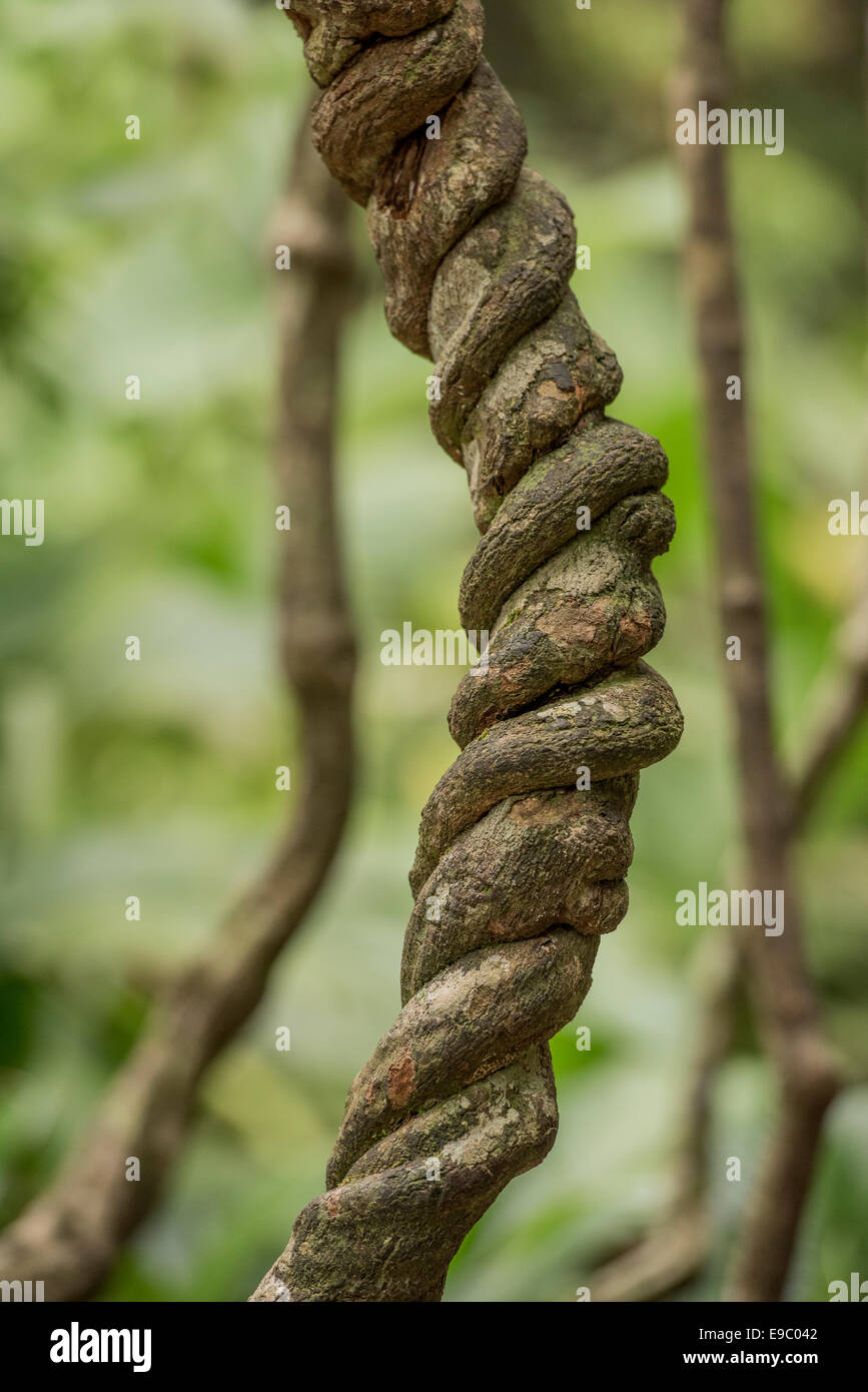 Ayahuasca oder Yagé Rebe Banisteriopsis caapi Stockfoto