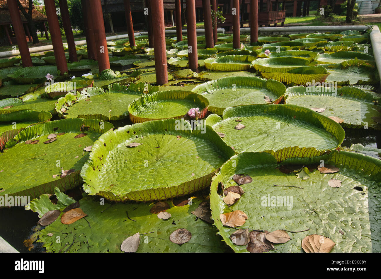 Großen Lotusblättern im alten Siam Park Stockfoto
