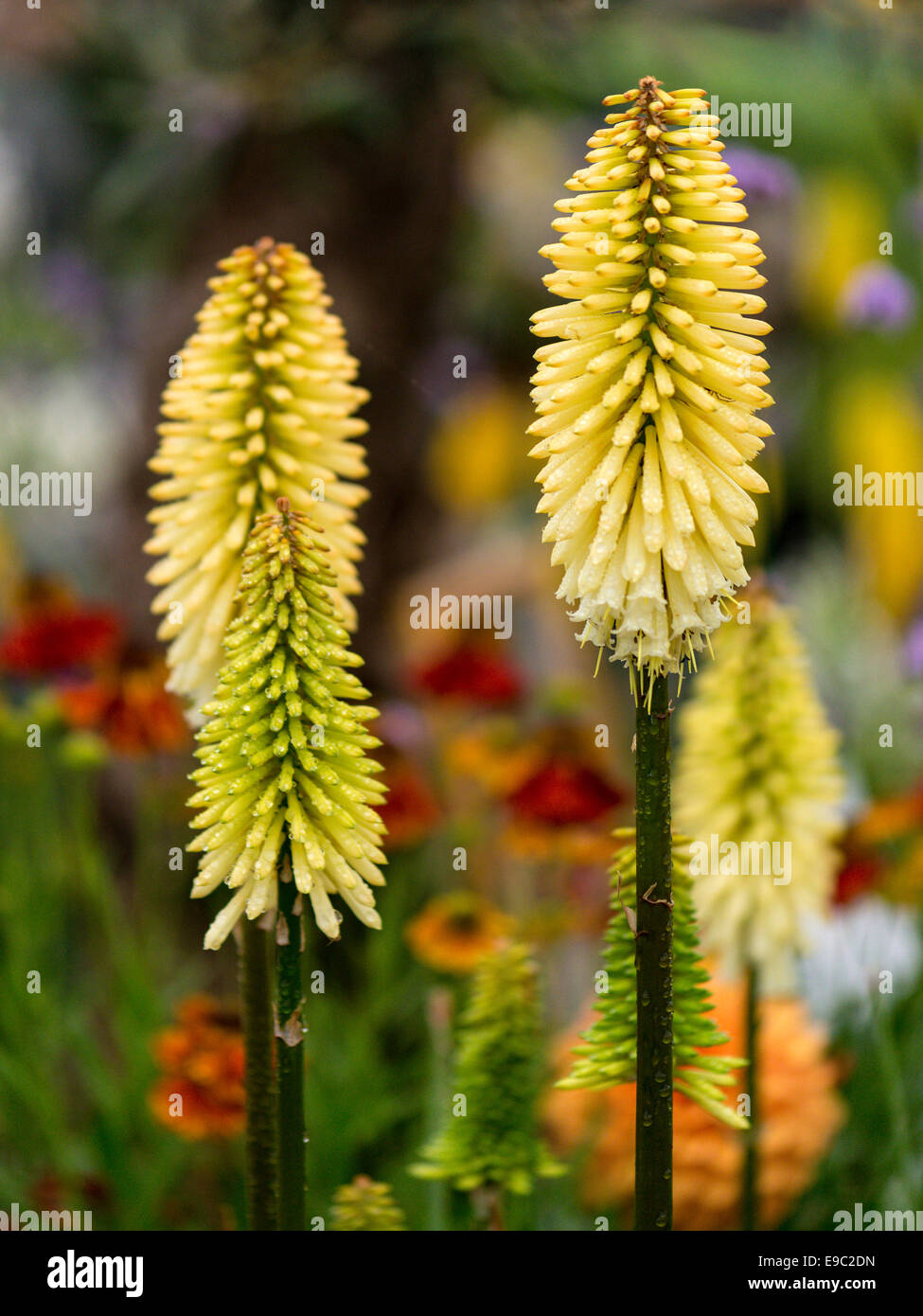 Eucomis Exemplar mit drei gelben Blütenstände kurz gefasst und Multi farbige isolierte Sortenhintergrund. Stockfoto