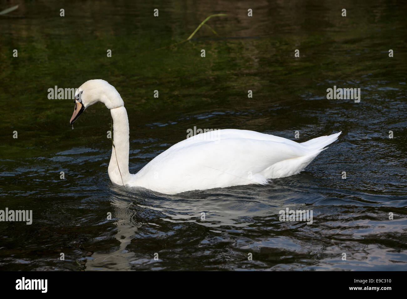 Schwan mit Angelschnur um Hals, Fluss-Test, Hampshire, England Stockfoto