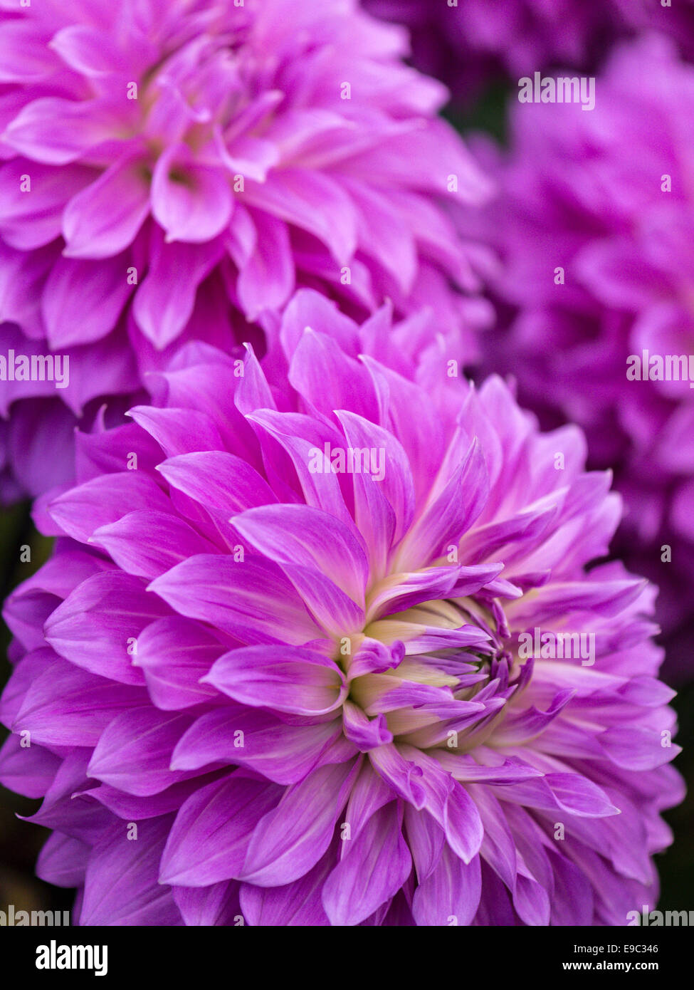 Dahlie, atemberaubende Exemplar mit leuchtend violetten Blüten. Stockfoto