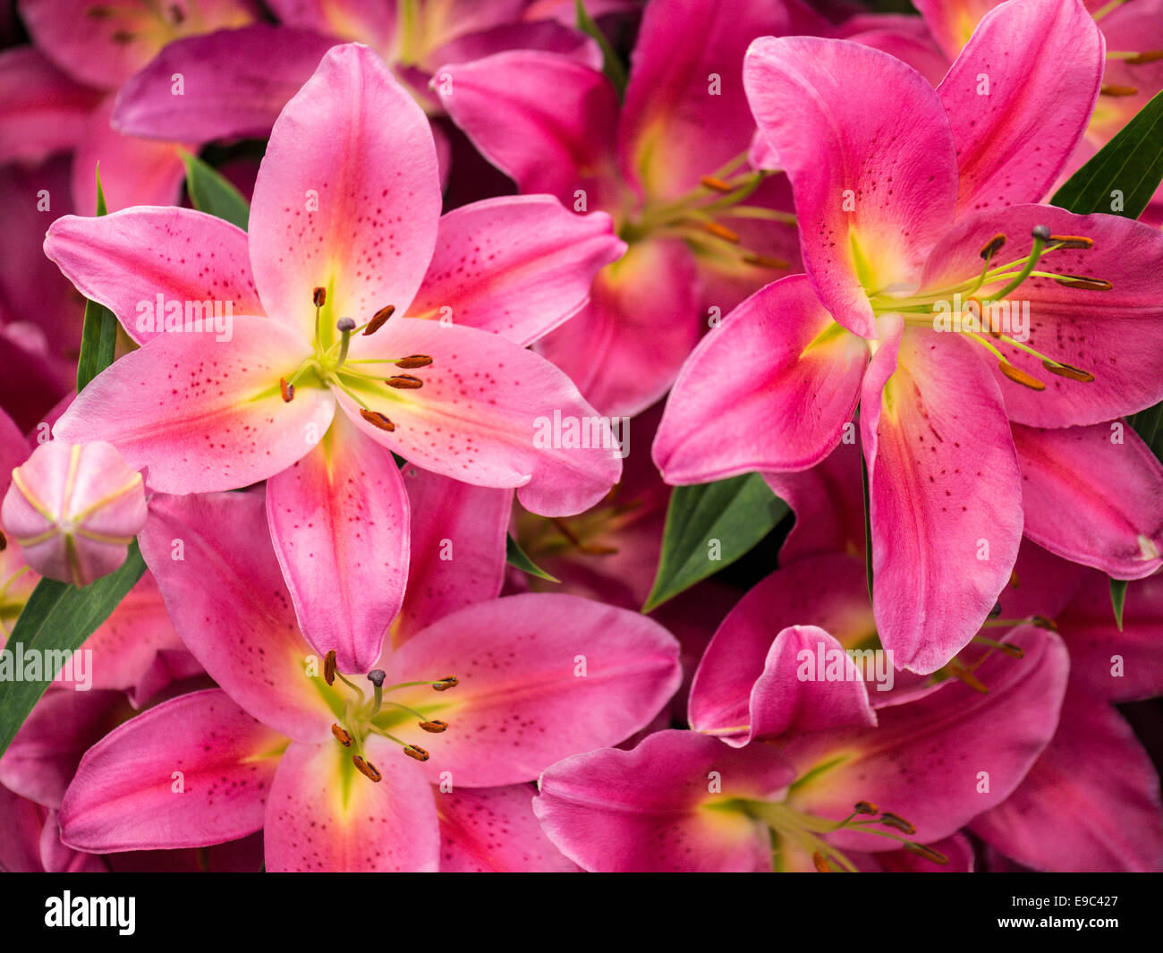 Lilium schockierend rosa Blüten mit gelber Mitte und prominente Pollen gefüllt Staubgefäße. Stockfoto