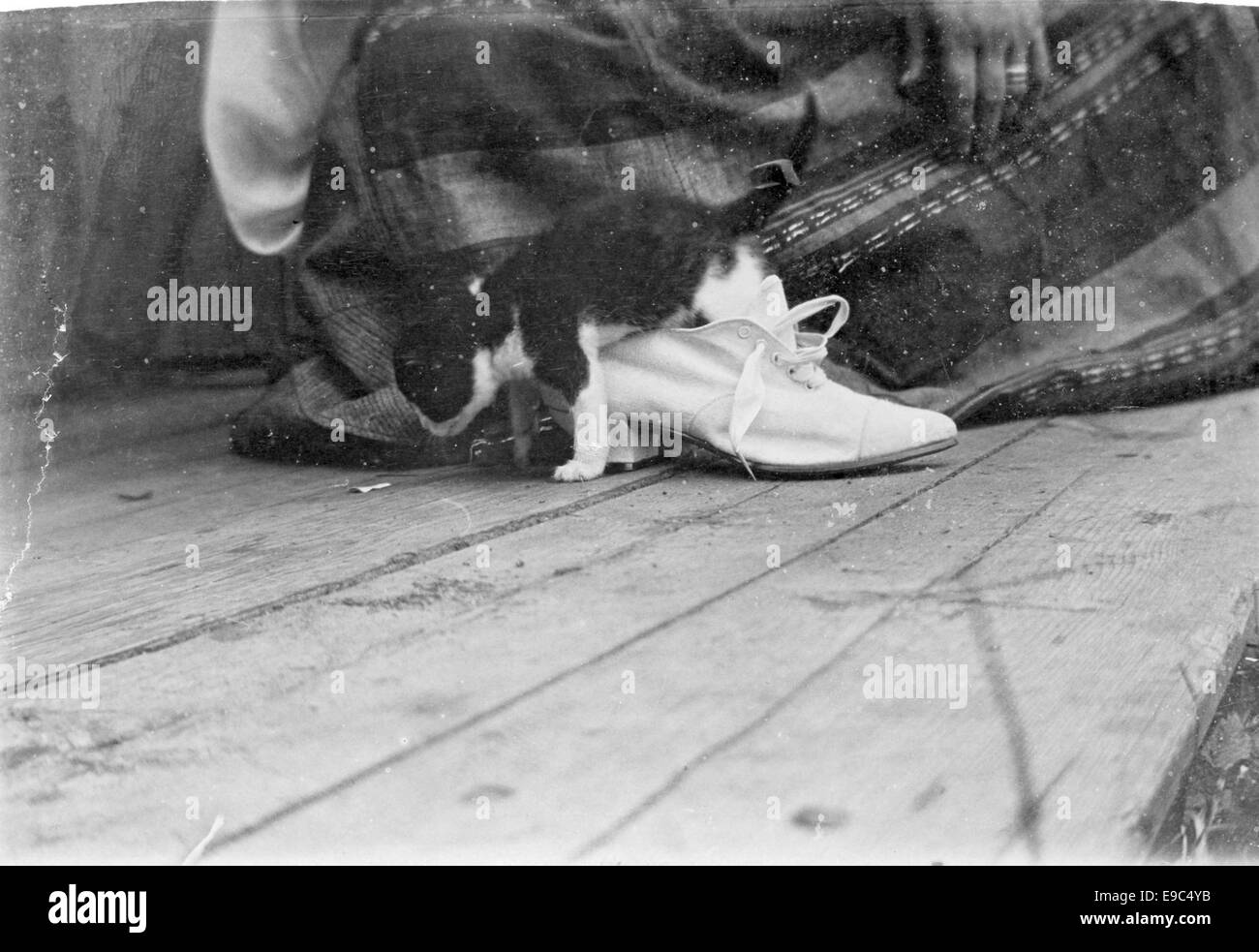 Dieses Bild zeigt eine Katze in einem Seidenschuh, gezeichnet von Edith Raivola, die eine skurrile und kreative Darstellung des Tieres bietet. Das Werk wurde für das *Svenska litteratursällskapet* in Finnland geschaffen. Stockfoto