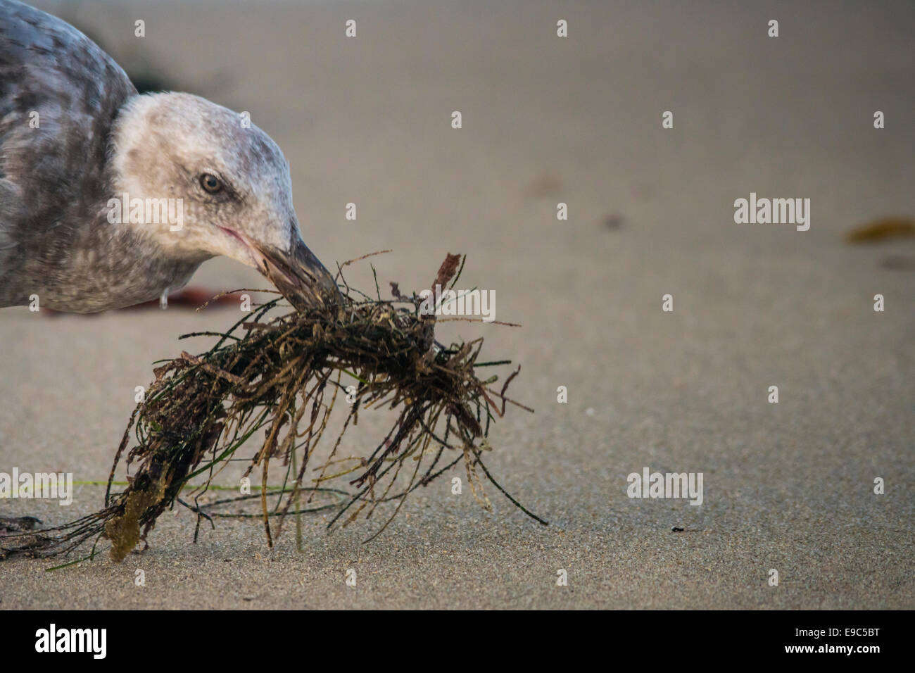 Möwe mit Sea Unkräuter als Werkzeug für die Fischerei. Stockfoto