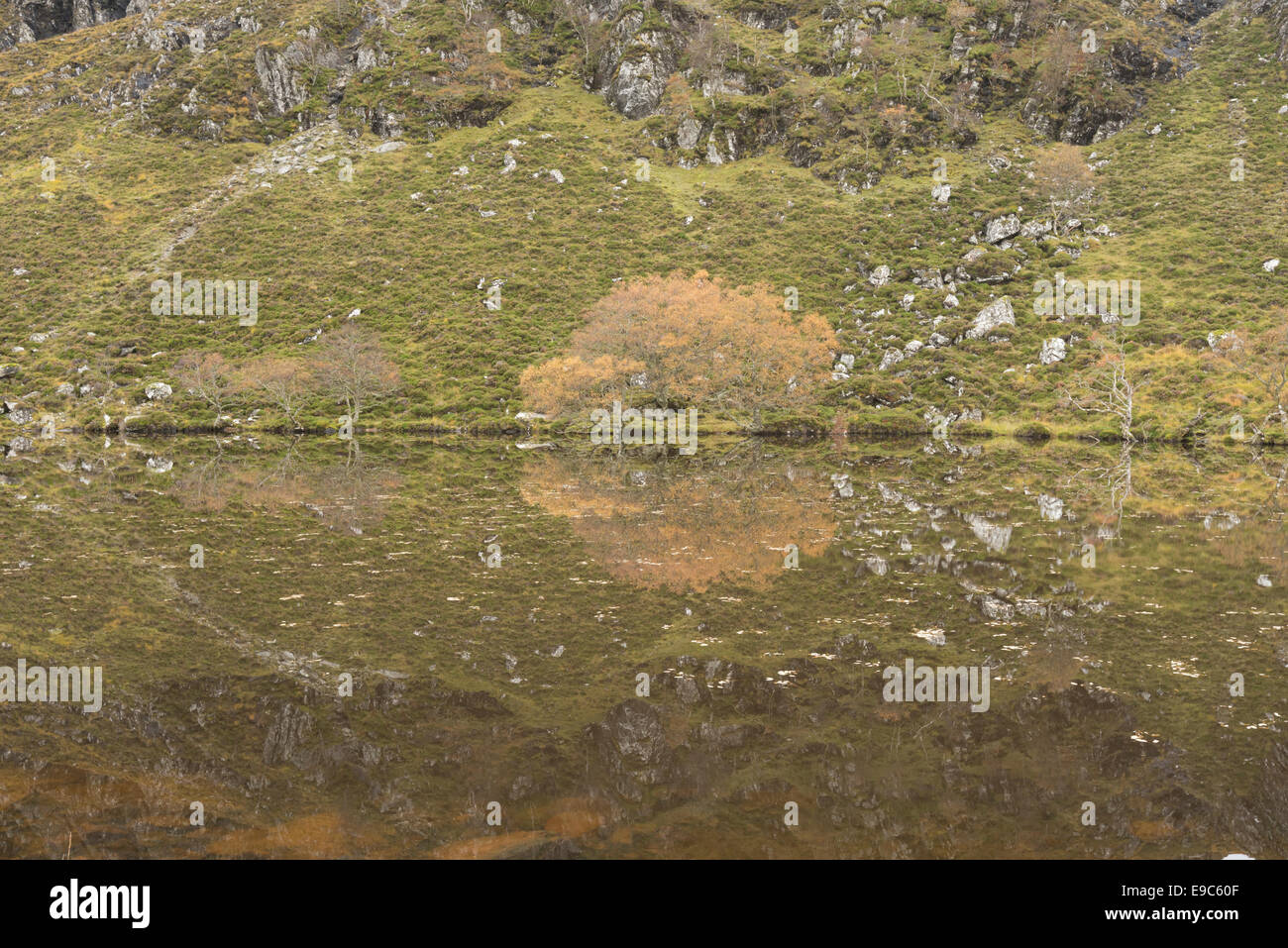 Herbstliche Spiegelungen im kleinen man in der Letterewe Wilderness, Schottisches Hochland Stockfoto