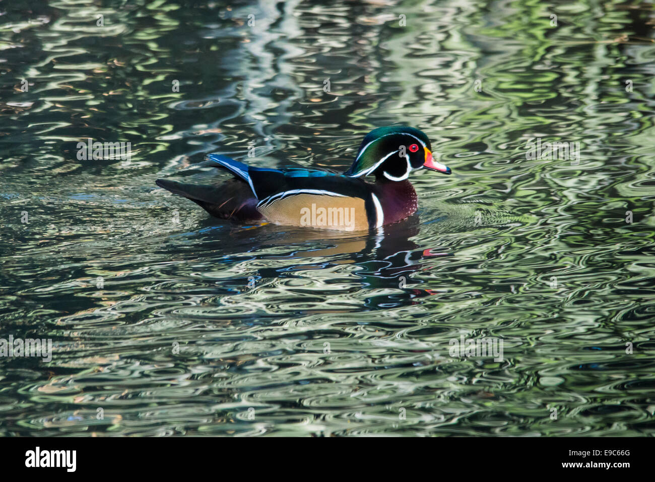 Brautente, Männlich, Neary Lagune. Stockfoto