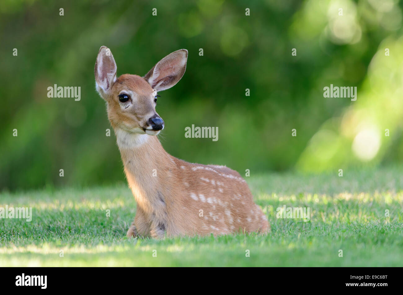 Weißschwanz-Fawn (Odocoileus virginianus), Missoula, Montana Stockfoto