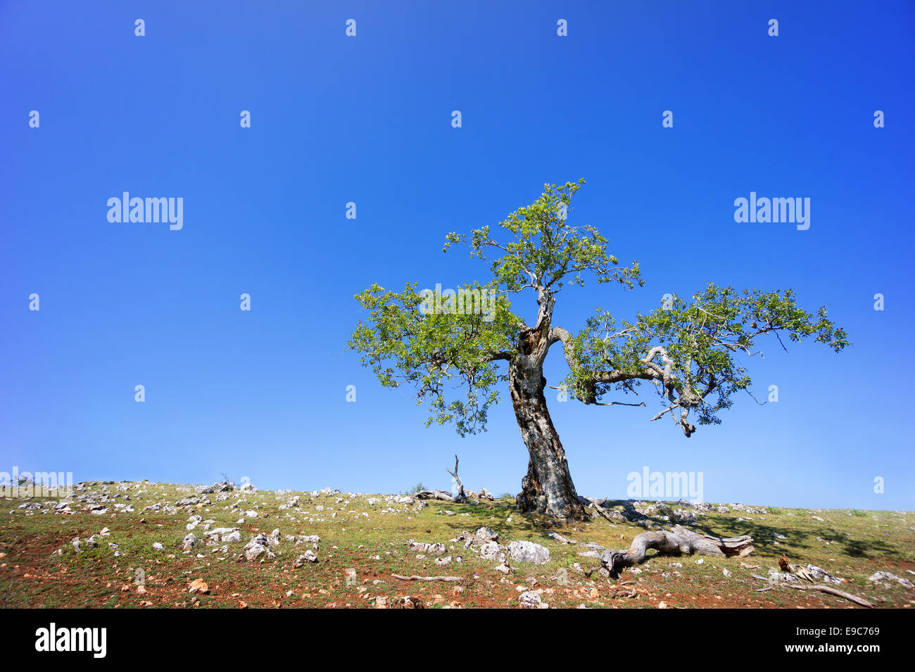 Einsamer Baum vor blauem Himmel Stockfoto