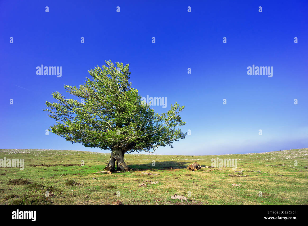 einsame Eiche im Frühjahr gegen blauen Himmel Stockfoto
