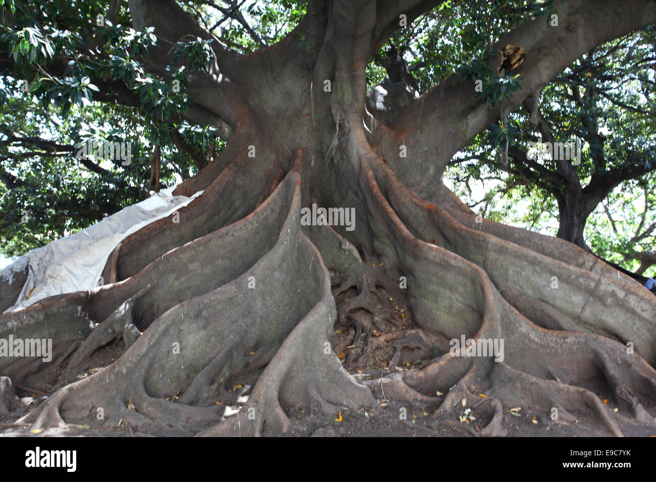 Giant" gomero "Wurzeln (Ficus elastischem) an der Plaza San Martin de Tours. Recoleta, Buenos Aires, Argentinien. Stockfoto