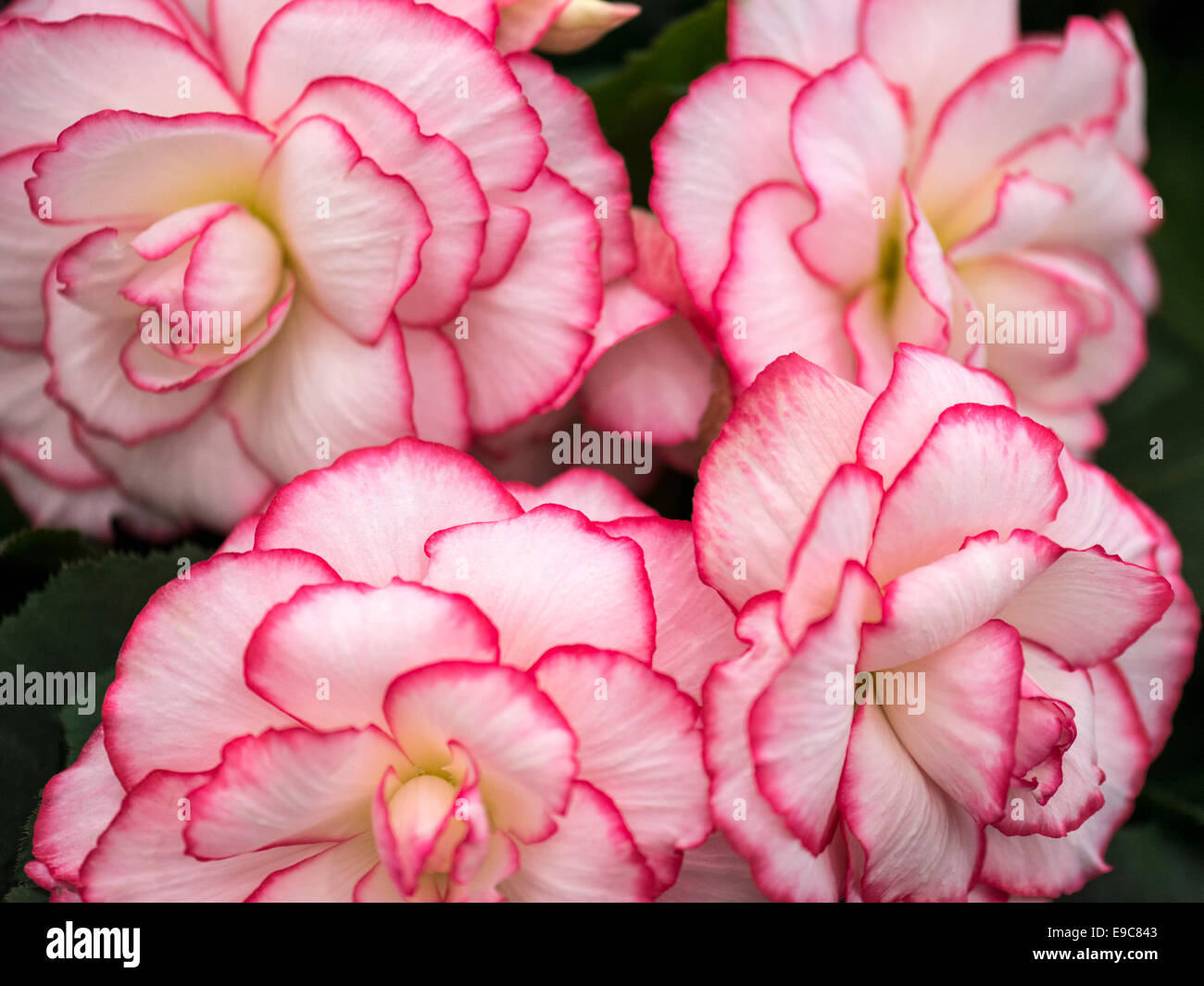 Begonie weiße Blüte mit roten / rosa Rand / Tipps und dunkelgrünem Laub. Stockfoto