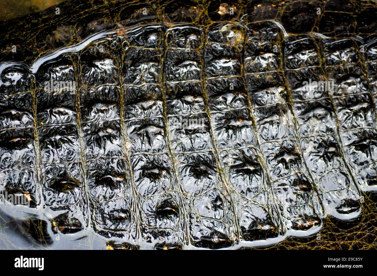 Alligatoren Alligator farm Jacksonville, Florida Stockfoto