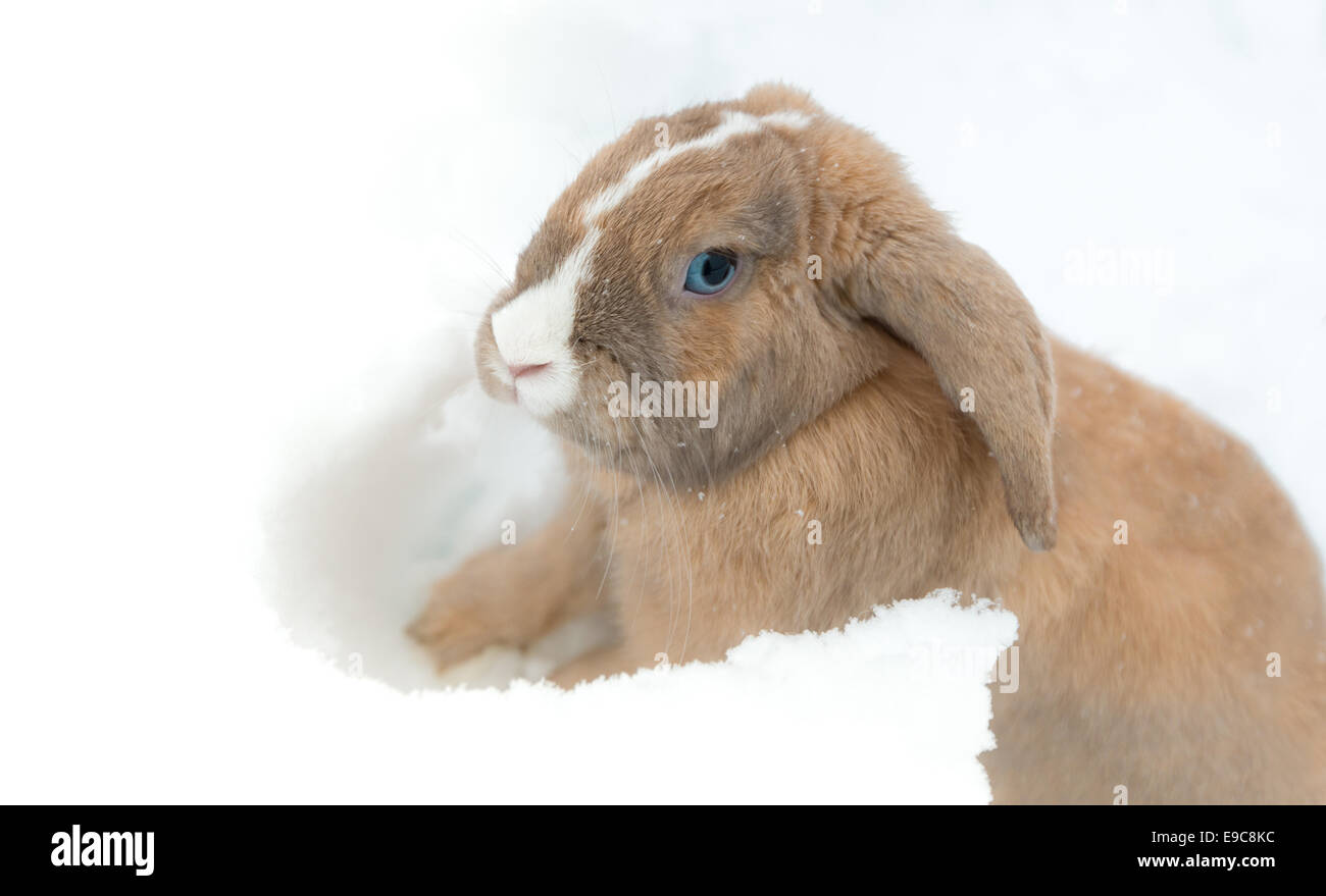 Nette und lustige Fawn flauschige Kaninchen mit blauen Augen sitzen am Boden. Hase Ohr hängt nach unten. Tier in der Natur im Winter. Stockfoto