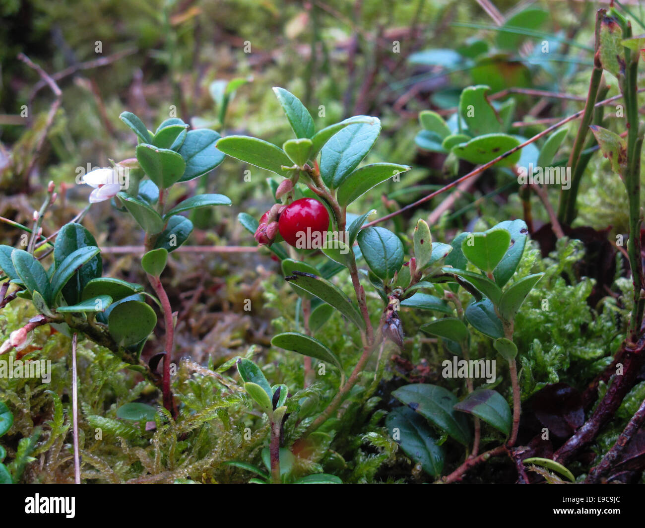 Einzelne Beere Kuhpflanze auf Heidekraut moorland Stockfoto
