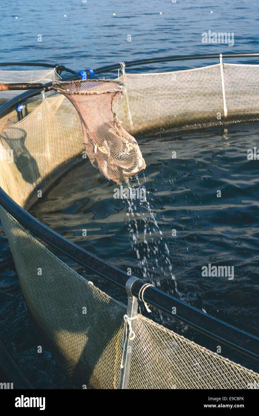 Fang von Fischen mit Kescher. Käfige für die Fischzucht Stockfoto