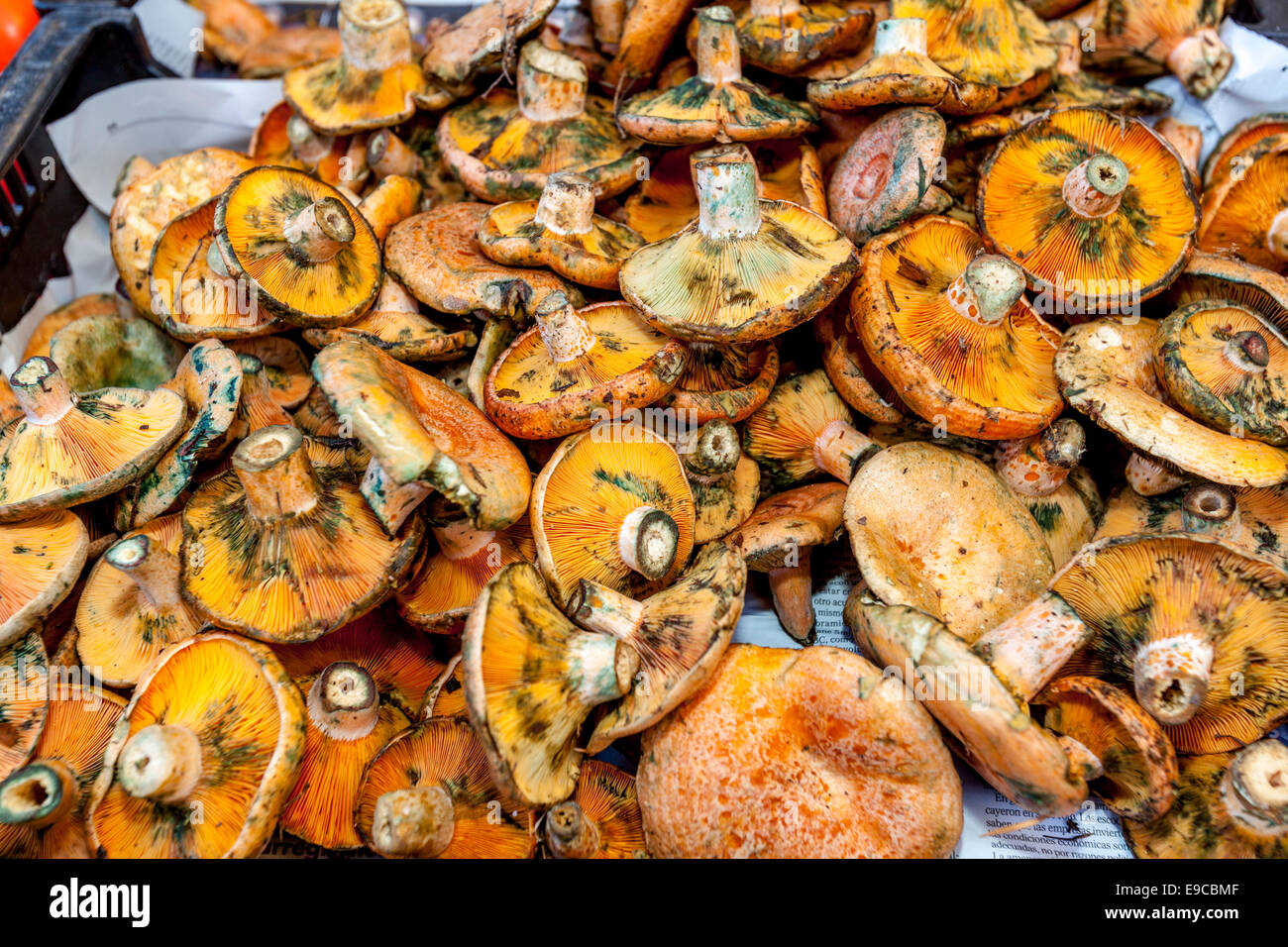 Pilze zum Verkauf an der Donnerstagsmarkt In Inca, Mallorca - Spanien Stockfoto