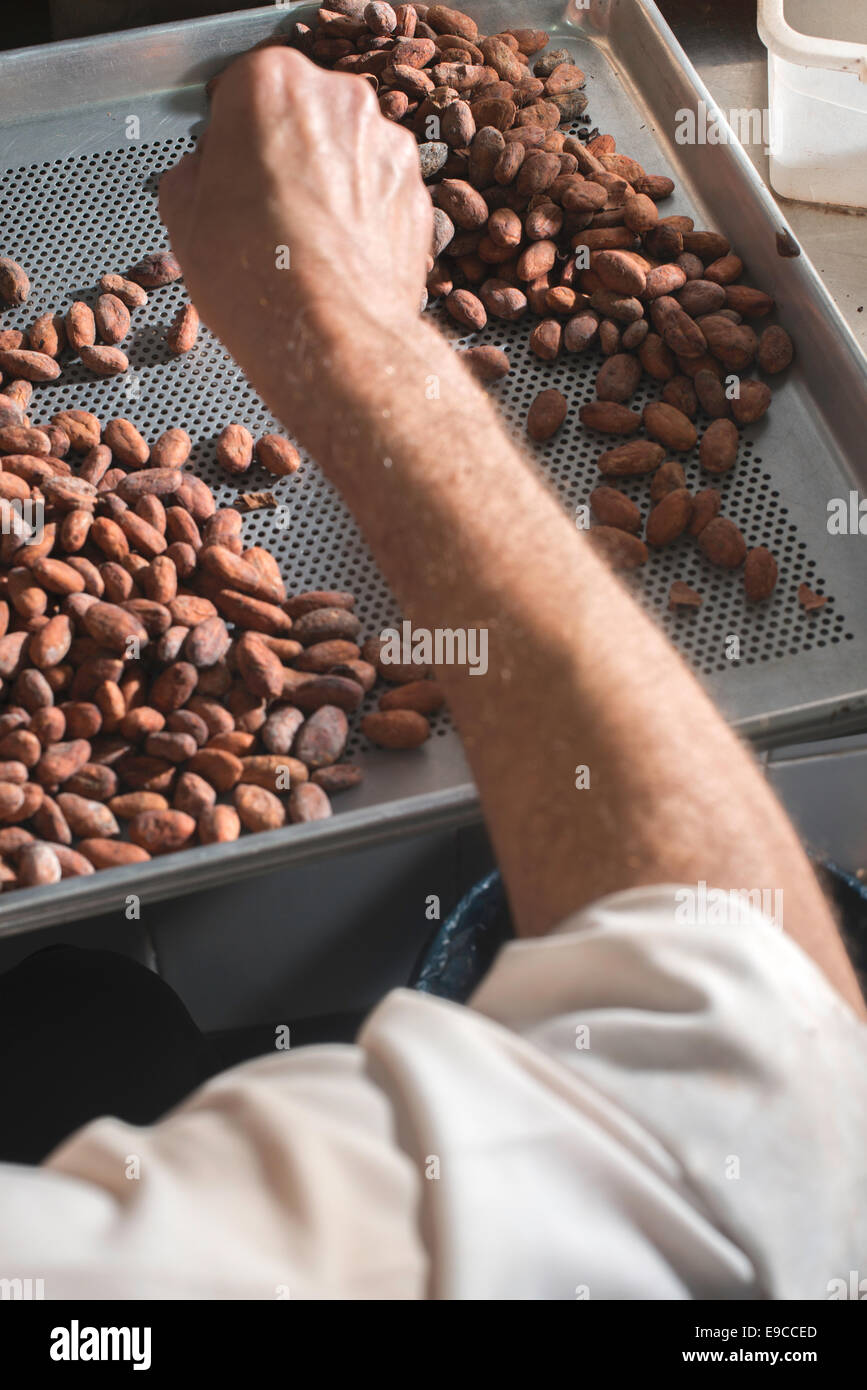 Händen auswählen Kakaobohnen manuell Stockfoto