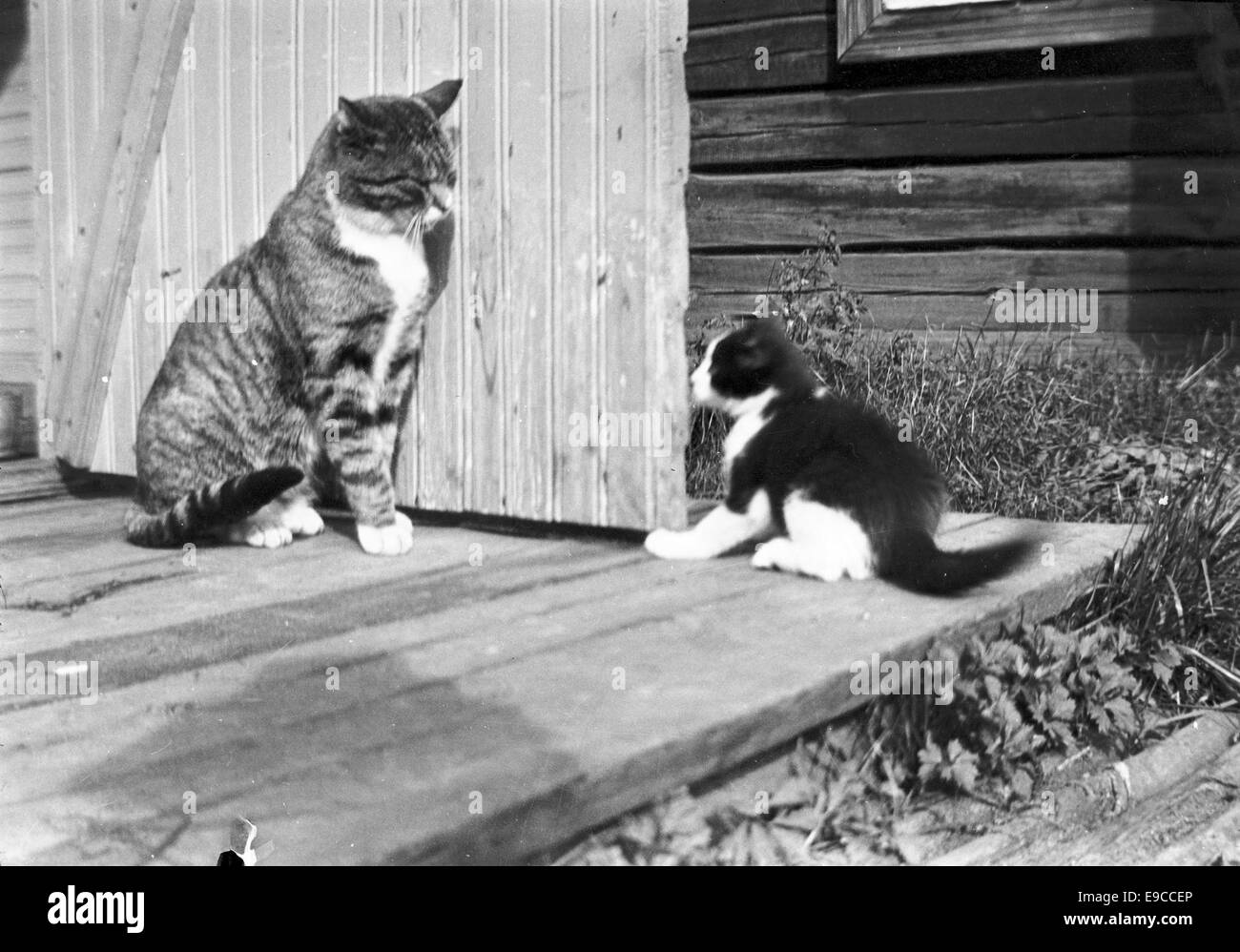 Zwei Katzen auf der Treppe. Raivola Stockfoto