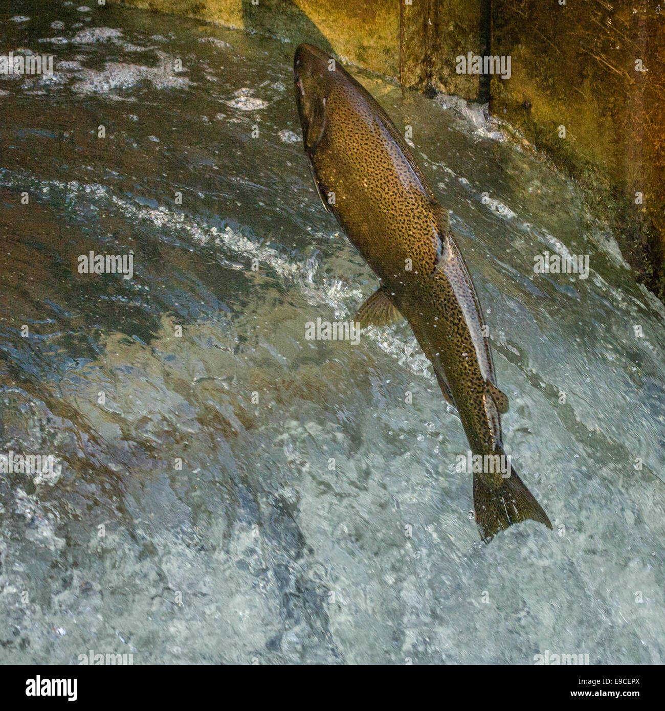 Lachs, sprang eine Fischtreppe. Stockfoto