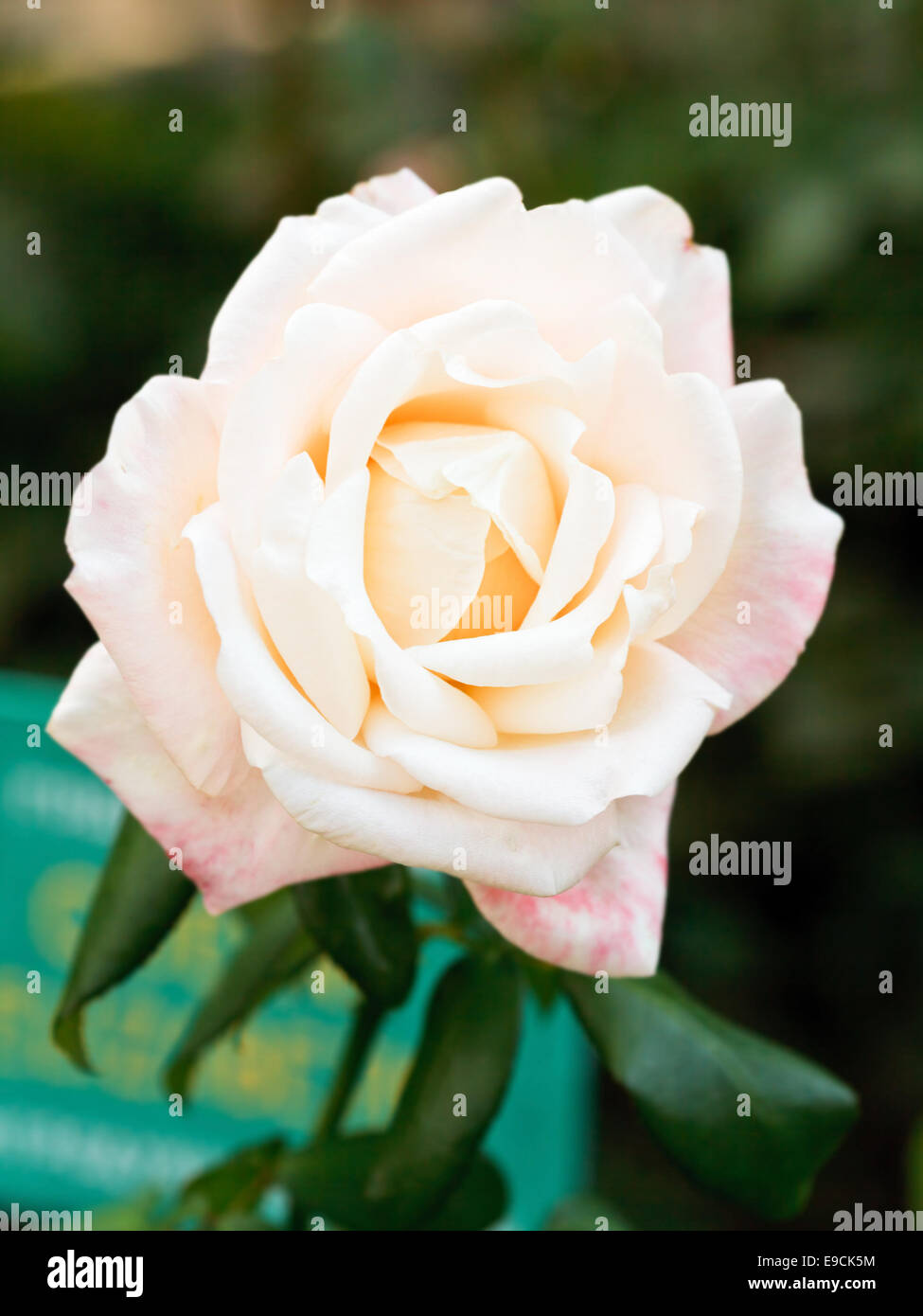 weiß-rosa frische rose Blume Nahaufnahme im freien Stockfoto