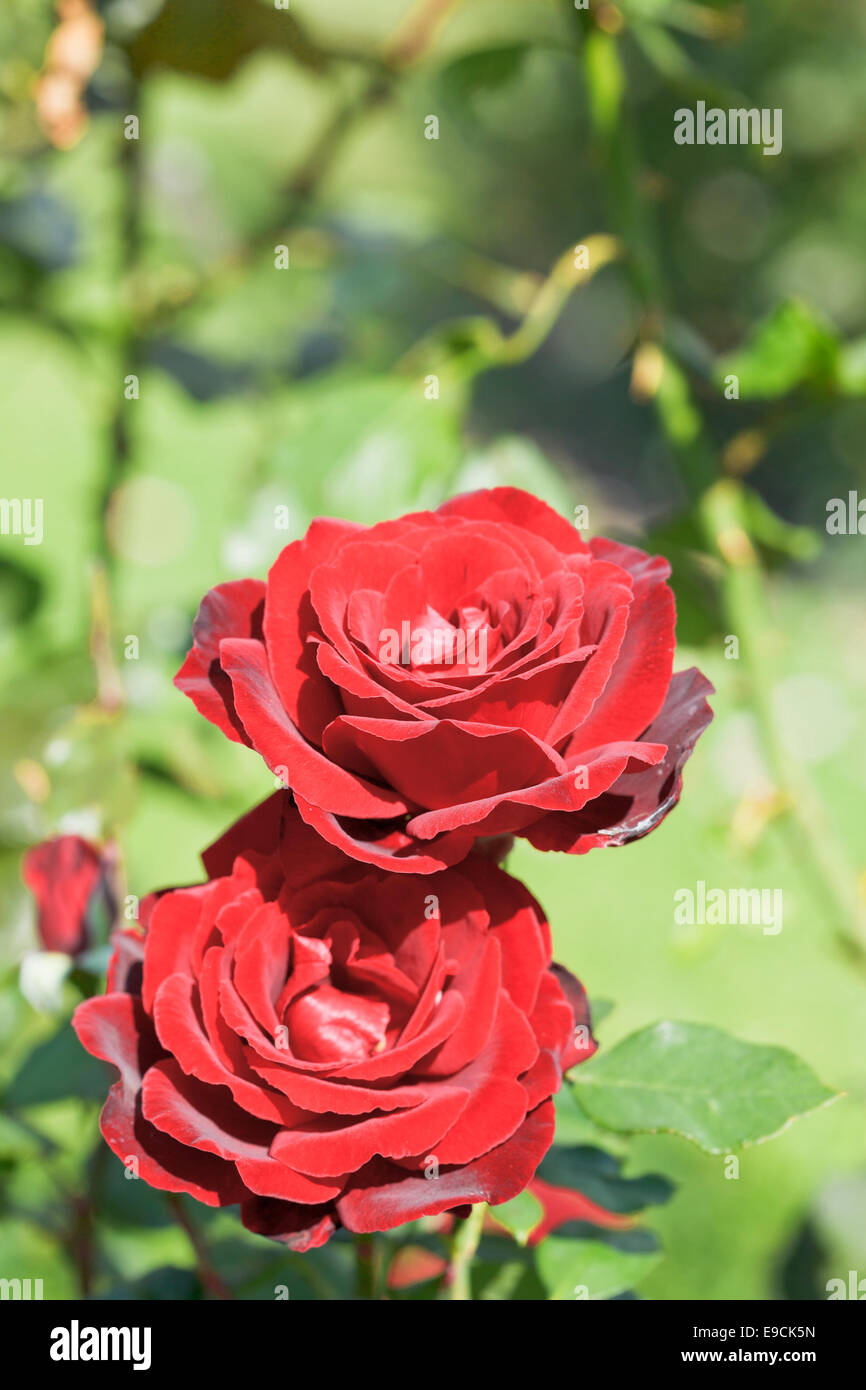 zwei rote frische Rosenblüten Nahaufnahme im freien Stockfoto