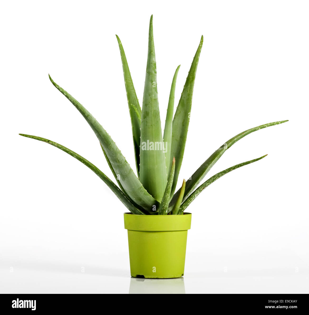 Topf aloe vera -Fotos und -Bildmaterial in hoher Auflsung  Alamy