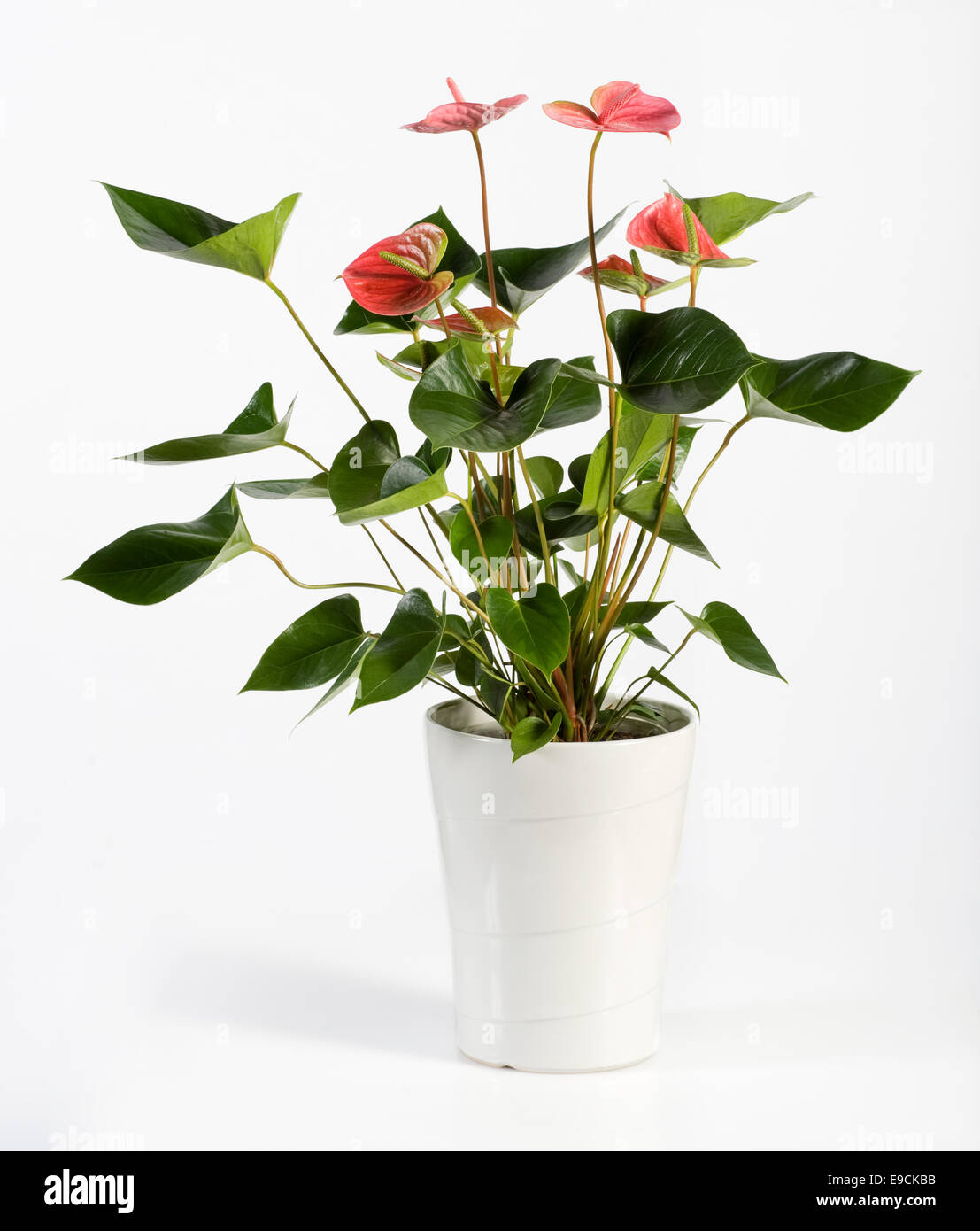 Gattung Anthurium Blume Pflanze Stockfoto