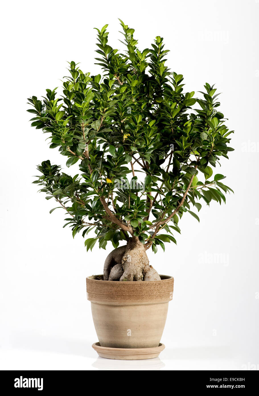 Ginseng Ficus Bonsai-Baum Stockfoto