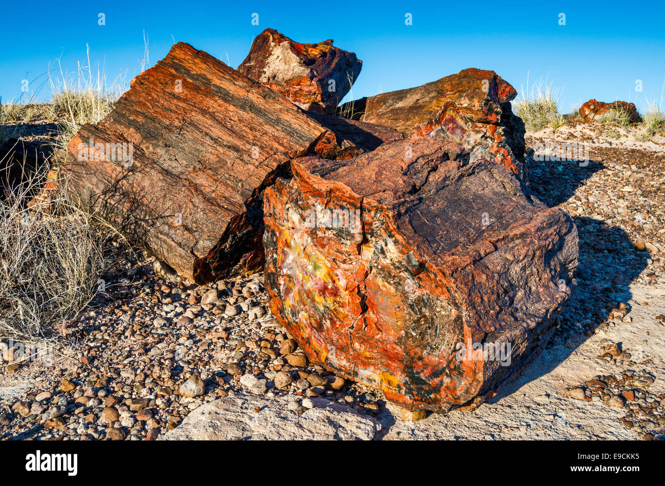 Versteinertes Holz auf Giant Logs Trail, Petrified Forest National Park, Colorado Plateau, Arizona, USA Stockfoto