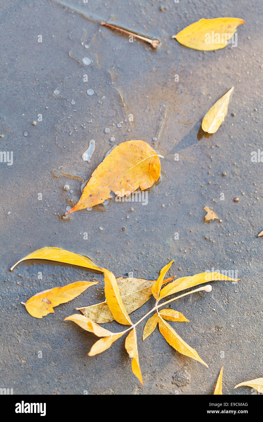 gelbes Laub in gefrorenen Pfütze im Herbst Stockfoto
