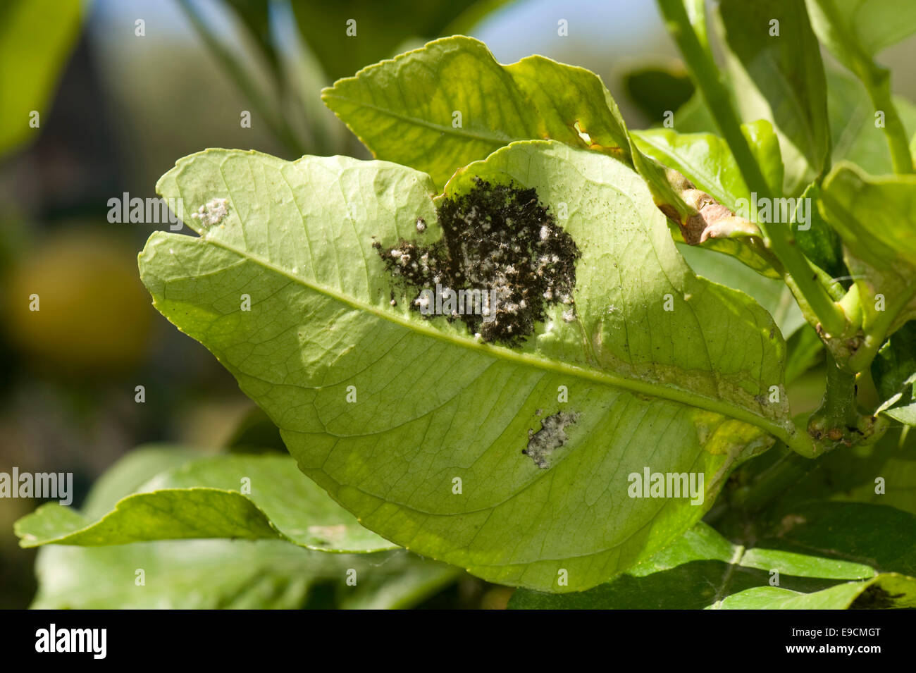 Wollige Mottenschildläuse, Aleurothrixus Floccosus mit rußigen Schimmel auf dem Honigtau auf der Unterseite der Zitrone Blatt eines Baumes in Obst, S Stockfoto