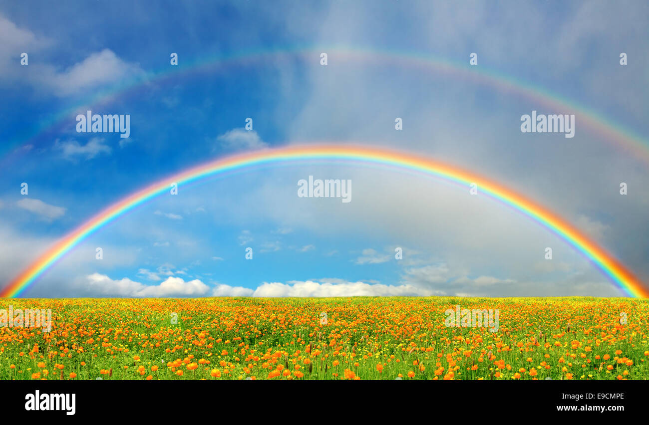 Landschaft mit blühenden Feld und Regenbogen Stockfoto