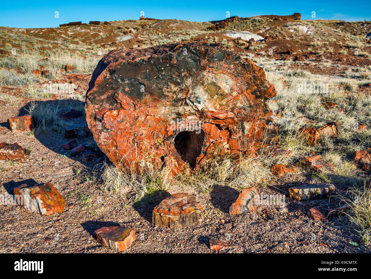 Versteinertes Holz auf Giant Logs Trail, Petrified Forest National Park, Colorado Plateau, Arizona, USA Stockfoto