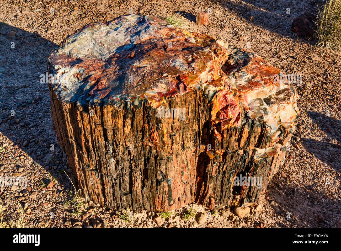 Versteinertes Holz auf Giant Logs Trail, Petrified Forest National Park, Colorado Plateau, Arizona, USA Stockfoto