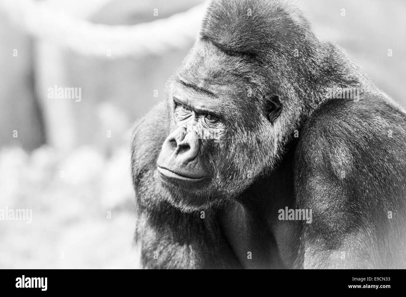 gorilla-tier-fotos-und-bildmaterial-in-hoher-aufl-sung-alamy