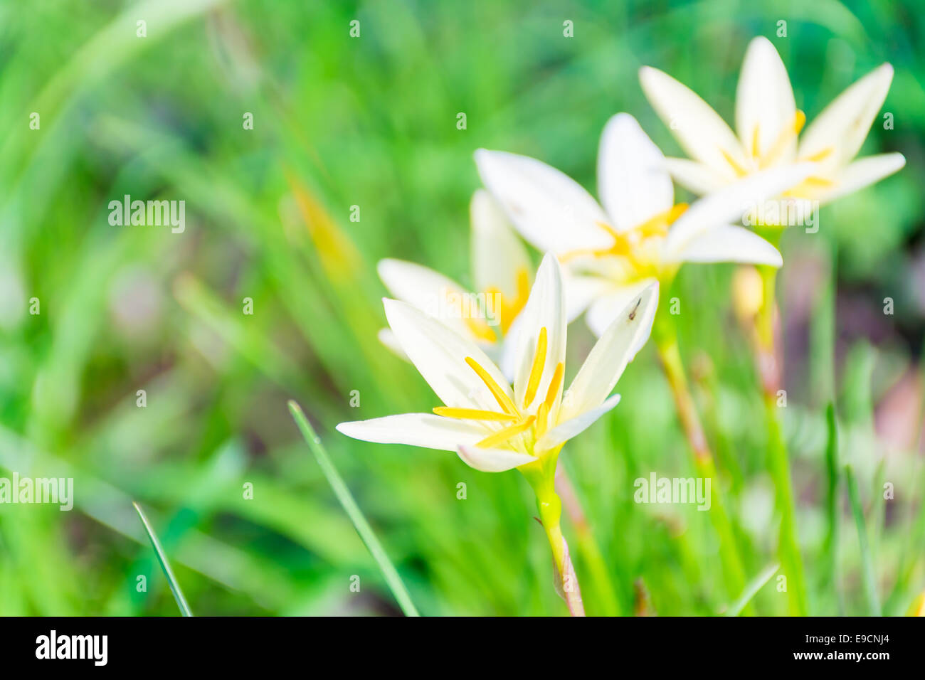 Blüte schöne weiße Blume mit grüner Natur Hintergrund Stockfoto