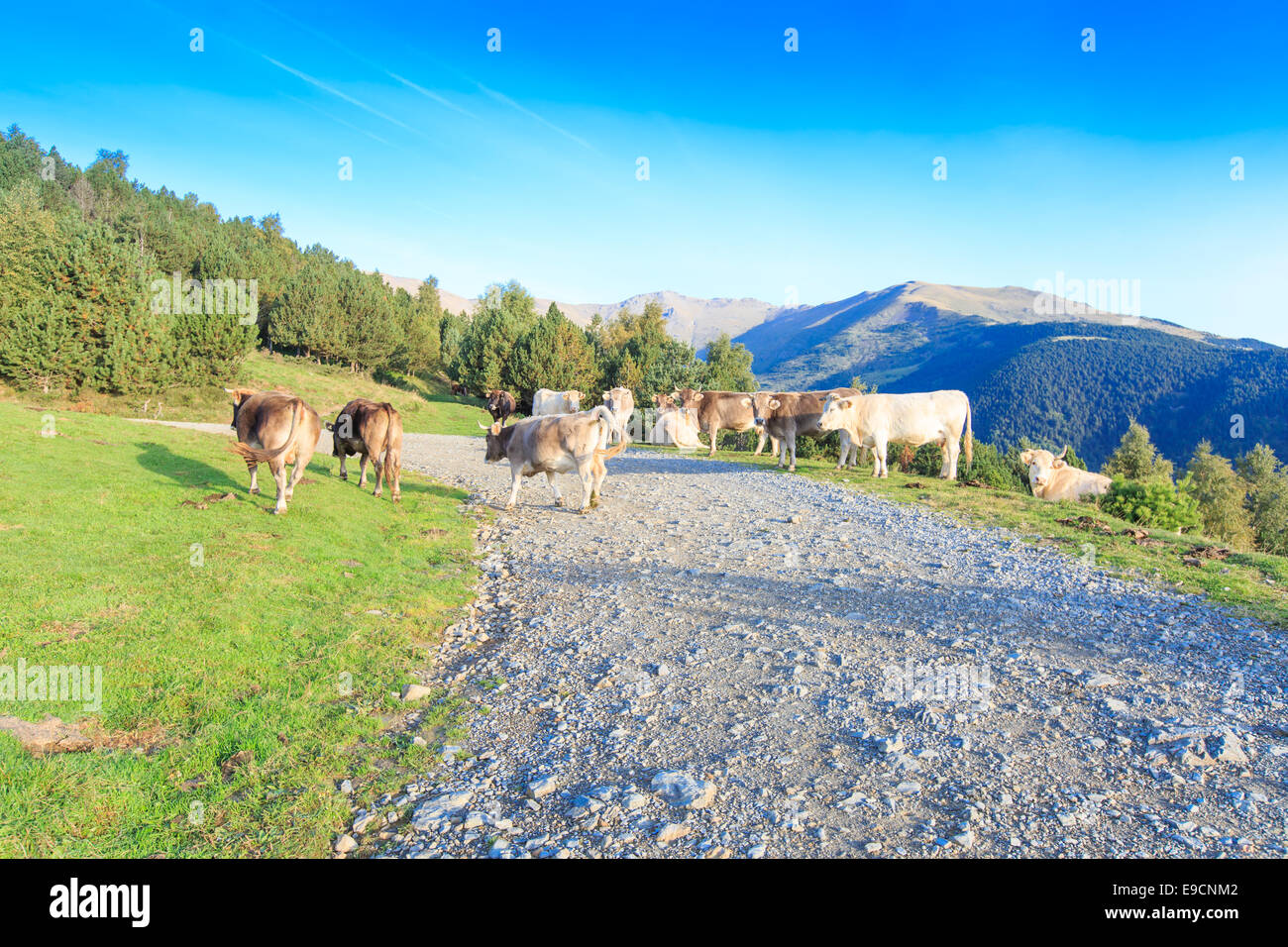 Eine Herde von weißen und braunen Kühe in den spanischen Pyrenäen Wandern und liegen auf einem Schotterweg an einem Berghang Stockfoto